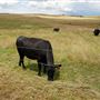 Various Rural Farms And Ranches