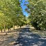Saccomanno Vineyard