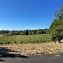 Saccomanno Vineyard