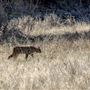 Wildwood Canyon Park Property