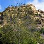 Santa Susana Pass State Historic Park (SHP) and former Spahn Movie Ranch