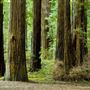 Smithe Redwoods State Natural Reserve (SNR)