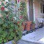 Hollyhock Country Ranch