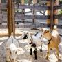 Carmel Valley Ranch Hotel
