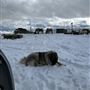 Animal Party Rescue and Sanctuary