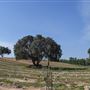 Olive Ranch