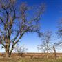 DLX Ranch