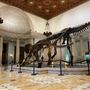 Museum of Natural History, Los Angeles
