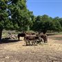 Wild Horse Sanctuary