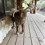 Tehachapi Log Cabin