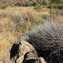 Malibu Creek State Park (SP)