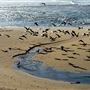 Gray Whale Cove State Beach (SB) @ Devils Slide