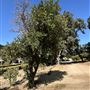 Orcutt Ranch Horticultural Center & Community Garden