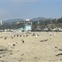 Santa Monica State Beach (SB) / Pacific Park Santa Monica Pier