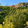 The Little Lemon Farm