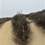 Baldwin Hills Scenic Overlook State Park (SP)