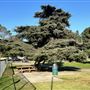 Cheviot Hills Park