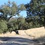 Tejon Ranch