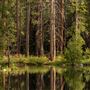 Donner Memorial State Park (SP)  / Donner Lake
