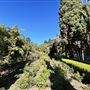 Wattles Mansion & Gardens