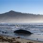 Año  Nuevo State Park (SP)