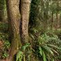 Azalea State Natural Reserve (SNR)