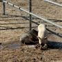 RsP Solomon Ranch