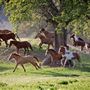 Montgomery Creek Ranch