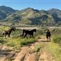 River Oaks Ranch