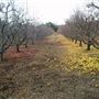 Calico Ranch Apple Orchard