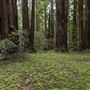 Armstrong Redwoods State Natural Reserve (SNR)