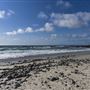 Asilomar State Beach and Conference Grounds