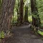 Big Basin Redwoods State Park (SP)