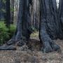 Big Basin Redwoods State Park (SP)