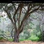 Presidio Park