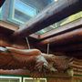 4 Log Cabins and 15 Wooded Acres Near Crestline, CA
