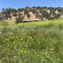 Bufford Ranch, managed by Golden Ranch Estates