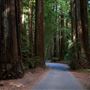 Armstrong Redwoods State Natural Reserve (SNR)