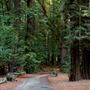 Armstrong Redwoods State Natural Reserve (SNR)