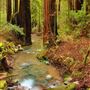 Armstrong Redwoods State Natural Reserve (SNR)
