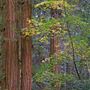 Armstrong Redwoods State Natural Reserve (SNR)