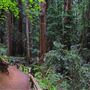 Armstrong Redwoods State Natural Reserve (SNR)