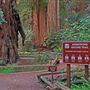 Armstrong Redwoods State Natural Reserve (SNR)