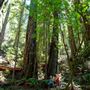Armstrong Redwoods State Natural Reserve (SNR)