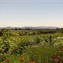 Sebastopol