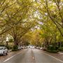 Walnut Avenue