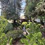 Japanese Gardens @ Donald C. Tillman Water Reclamation Plant