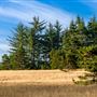Tolowa Dunes State Park (SP)