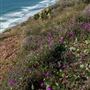Tomales Bay State Park (SP)