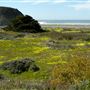 Hearst San Simeon State Park (SP)